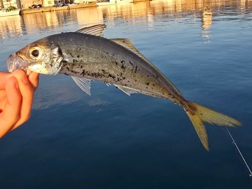 マアジの釣果