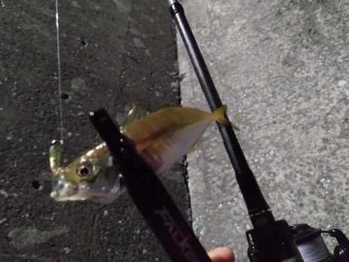 マアジの釣果