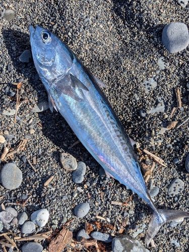 マルソウダの釣果