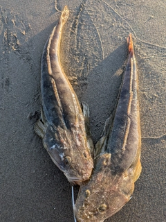 マゴチの釣果