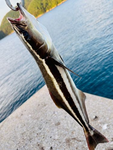 スギの釣果