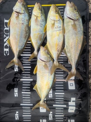 ネリゴの釣果