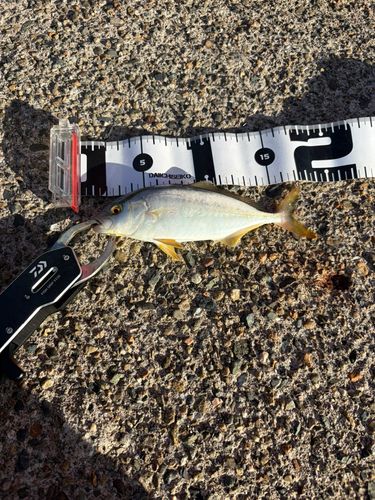 ショゴの釣果