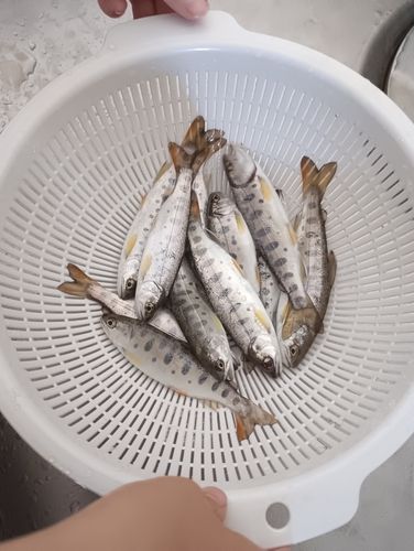 ヤマメの釣果