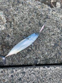 ソウダガツオの釣果