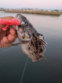 クロソイの釣果