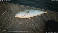 ワラサの釣果