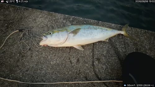 ワラサの釣果