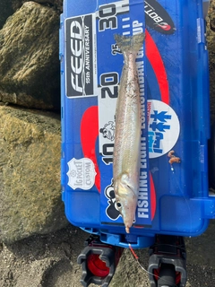 キスの釣果
