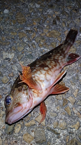 カサゴの釣果