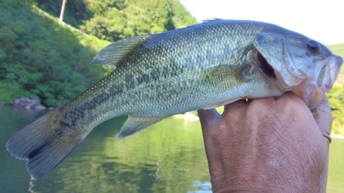 ラージマウスバスの釣果
