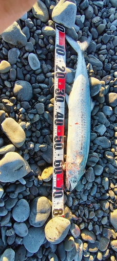 サワラの釣果
