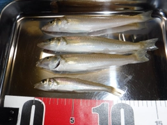 シロギスの釣果