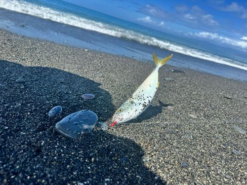 イナダの釣果