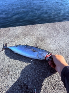 ソウダガツオの釣果