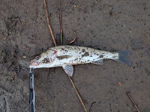 フッコ（マルスズキ）の釣果