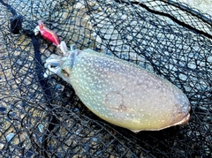 シリヤケイカの釣果