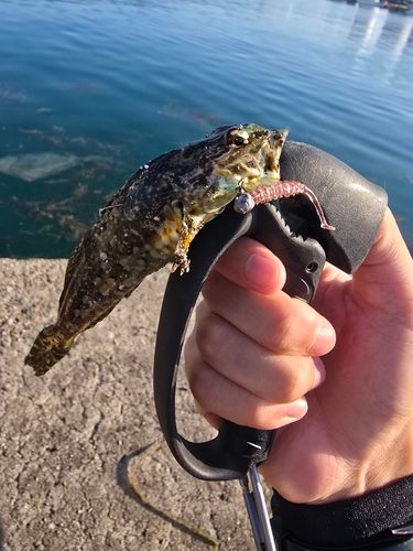 アナハゼの釣果