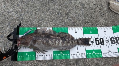 アイナメの釣果