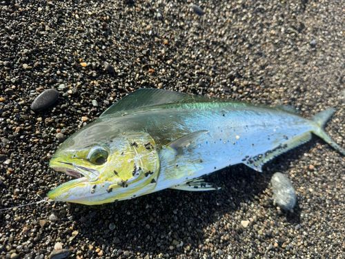 シイラの釣果