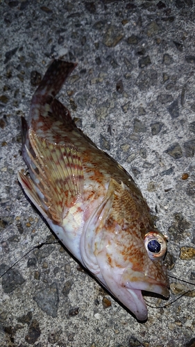 カサゴの釣果