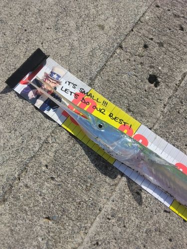 ダツの釣果