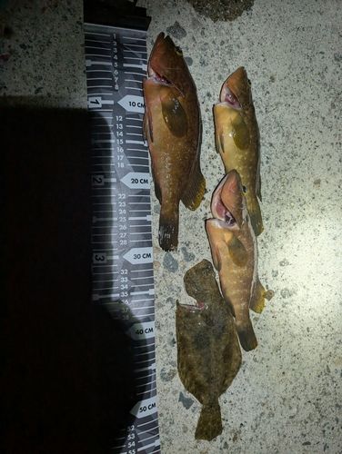 キジハタの釣果