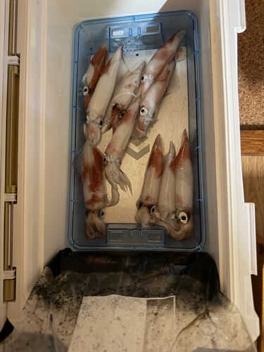 マイカの釣果