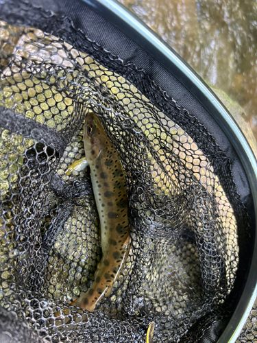 ヤマメの釣果
