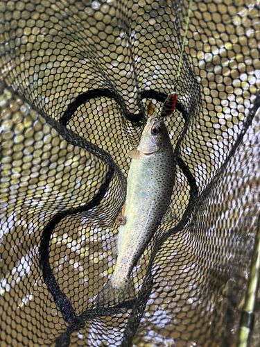 ニジマスの釣果