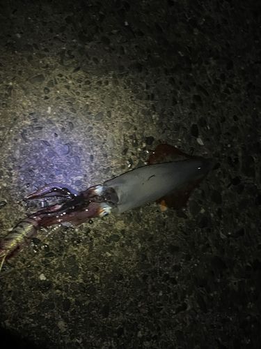ケンサキイカの釣果