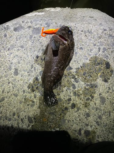 オウゴンムラソイの釣果