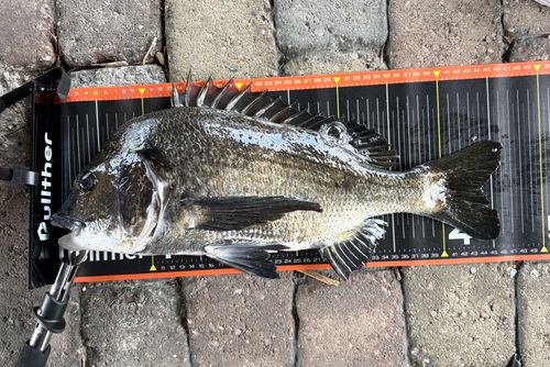 チヌの釣果