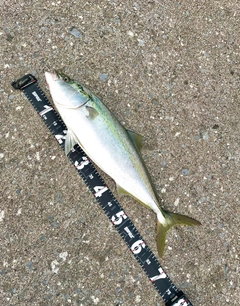 ワラサの釣果