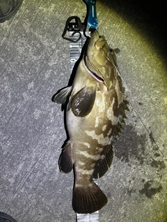 クエの釣果