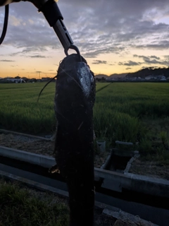 ナマズの釣果
