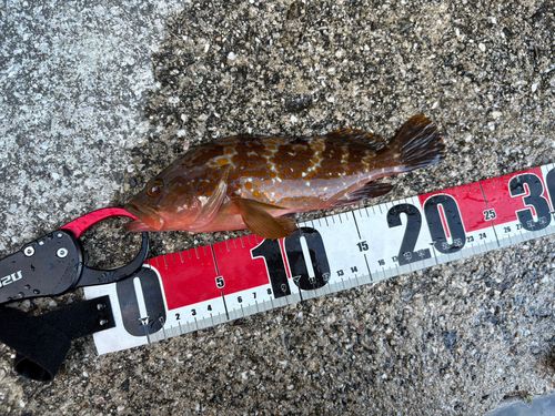 アコウの釣果