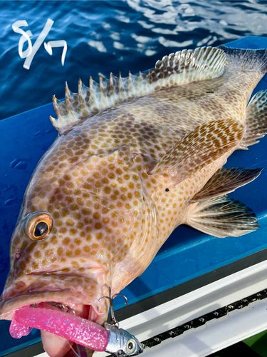 オオモンハタの釣果