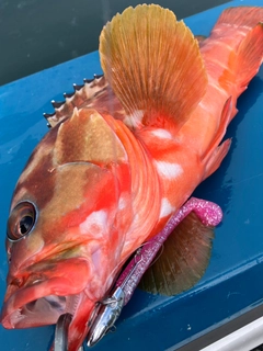 アカハタの釣果