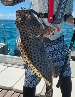 オオモンハタの釣果