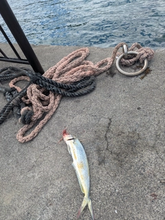 シイラの釣果
