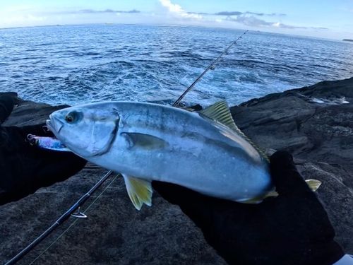 イナダの釣果