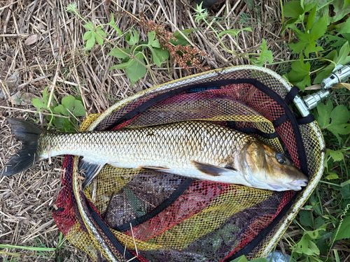 ニゴイの釣果