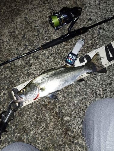 フッコ（ヒラスズキ）の釣果