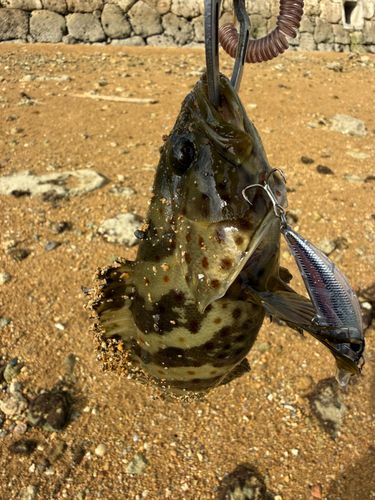 チャイロマルハタの釣果