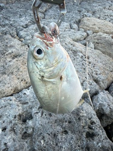 メッキの釣果
