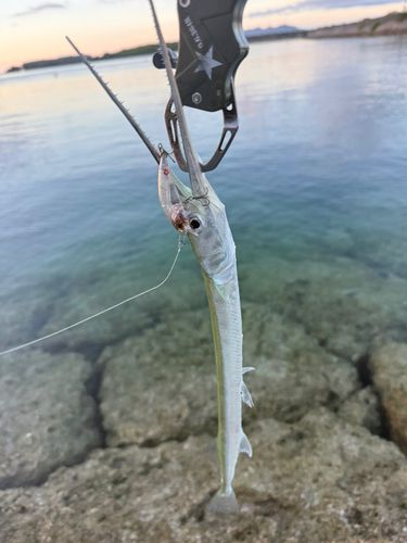 ダツの釣果