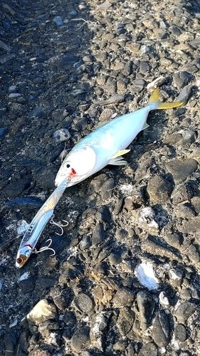 イナダの釣果