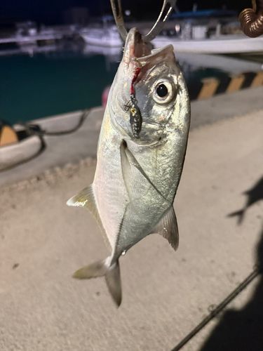 メッキの釣果
