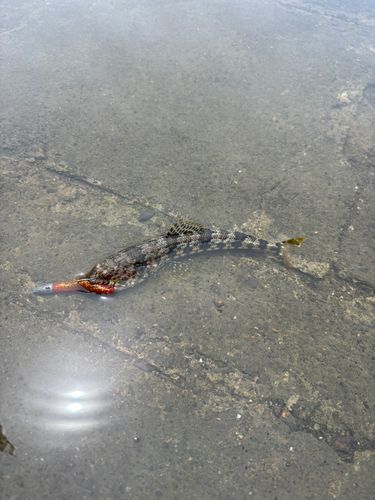 エソの釣果